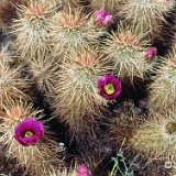 Echinocereus engelmannii chrysocentrus Union Pass Nev. USA JL.jpg